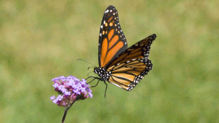 Wonders of Veganism: become a humanist vegan