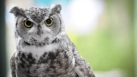 Thinking on Sunday: Wisdom and Cleverness