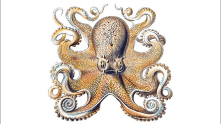 Other Minds: The Octopus and the Evolution of Intelligent Life