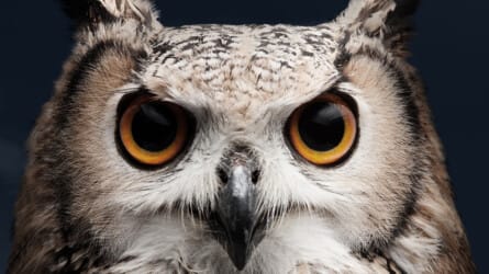 London School of Philosophy Courses