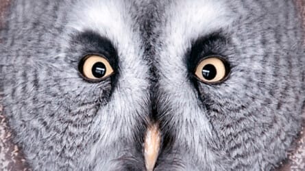 Thinking On Sunday: What Animals Reveal About Human Senses