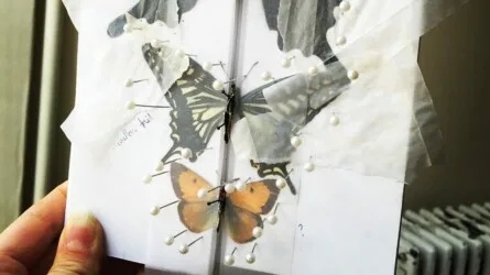 Insect taxidermy: Butterfly Setting & Preservation