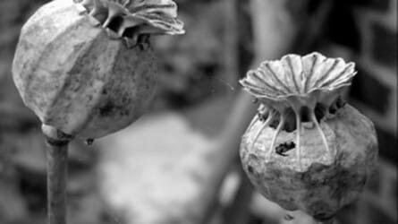 Ending the War on Drugs – for Workers, for Justice