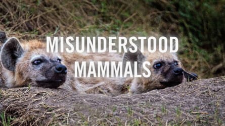 Sunday Assembly: Misunderstood Mammals