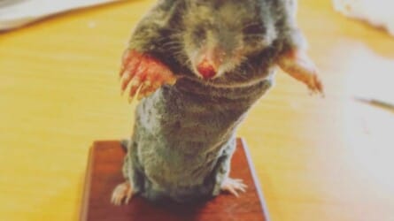 Mole taxidermy workshop