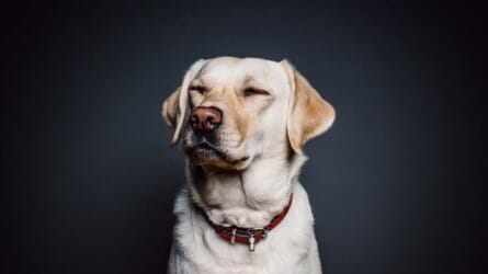 Top Dog Film Festival