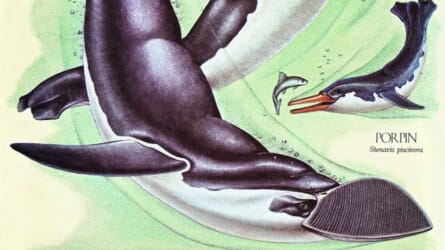 After Man: A Zoology of the Future