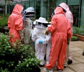 An Introduction to Beekeeping