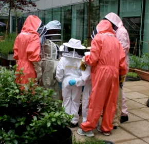 An Introduction to Beekeeping