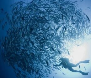 Ocean Film Festival – UK Tour