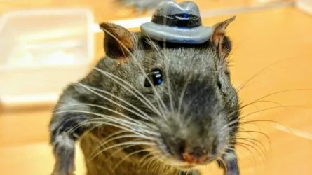 Rat or rogue taxidermy workshop