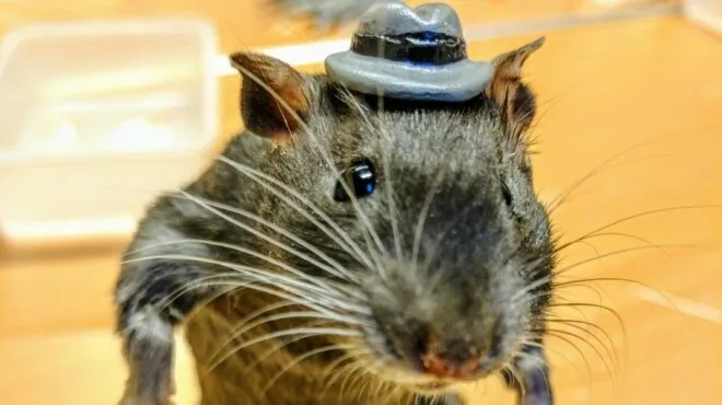 Mouse or Hamster Taxidermy workshop