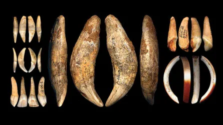 Homo Sapiens Rediscovered