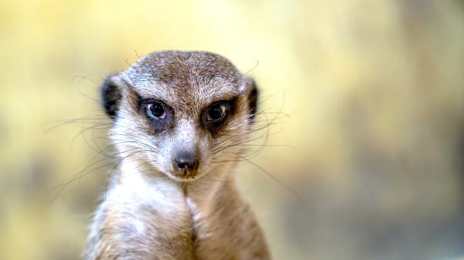 Ethical Matters: Bitch – Sex, Evolution & the Female Animal