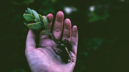 Why Women Grow: Radical Gardening and Growth